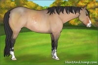 Horse Color:Bay Dun Sabino Rabicano 