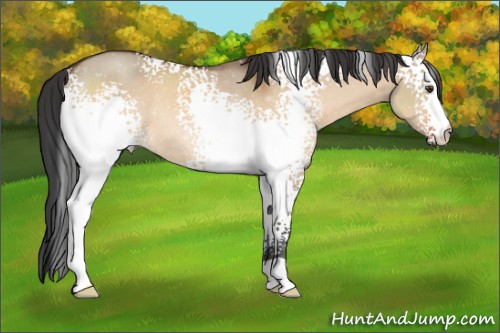 Horse Color:White Spotted Brown Dun Sabino Rabicano 