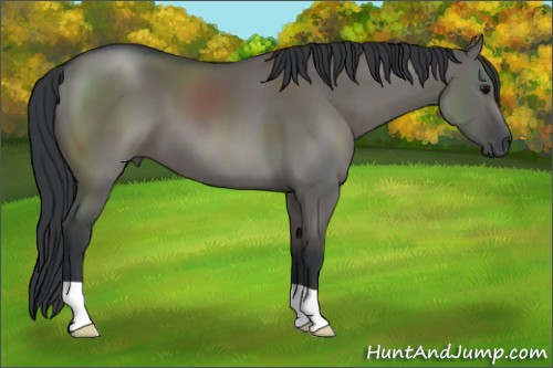 Horse Color:Grullo 