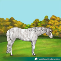 Horse Color:Silver Blue Roan Splash Tobiano and Silver Blue Roan Splash Tobiano