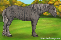 Horse Color:Black  and Silver Black 