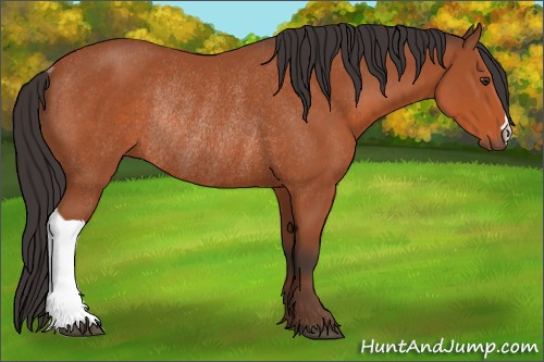 Horse Color:Bay Rabicano