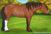 Horse Color:Bay Rabicano 