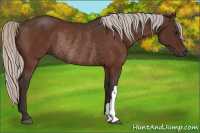Horse Color:Silver Bay Rabicano 