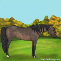 Horse Color:Brown Dun 