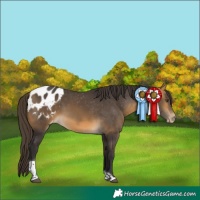 Horse Color:Buckskin Tobiano Blanket 