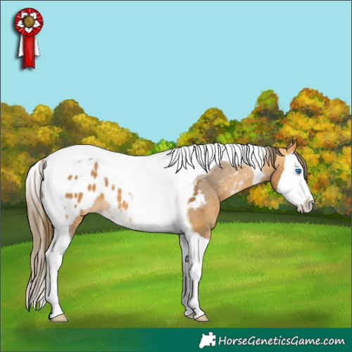 Horse Color:Buckskin Splash Tobiano Blanket 