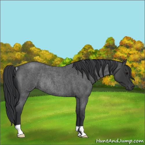 Horse Color:Blue Roan Rabicano 