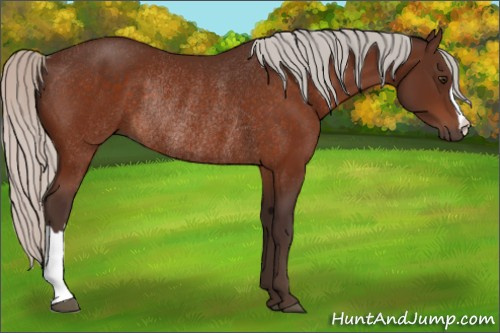 Horse Color:Silver Brown Rabicano 