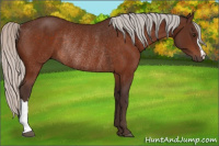 Horse Color:Silver Brown Rabicano 