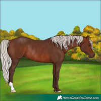 Horse Color:Silver Brown Rabicano 