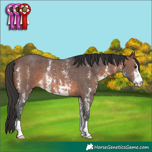 Horse Color:Brown Sabino Rabicano 