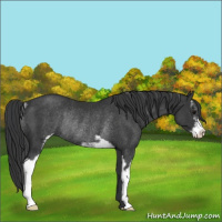 Horse Color:Black Sabino Rabicano 