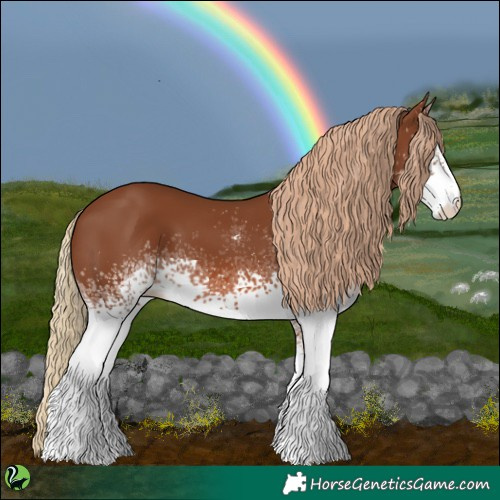 Horse Color:White Spotted Chestnut