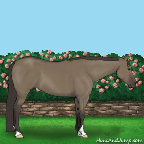 Horse Color:Smoky Grullo