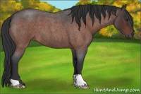 Horse Color:Brown Roan 