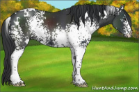 Horse Color:White Spotted Black 