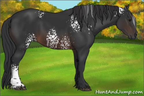 Horse Color:White Spotted Brown 