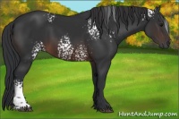 Horse Color:White Spotted Brown