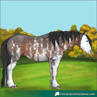 Horse Color:Brown Sabino Splash