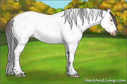 Horse Color:Bay Dun Sabino Frame