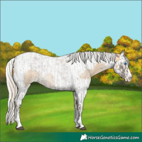 Horse Color:Silver Smoky Blue Roan Splash Tobiano  and Silver Buckskin Roan Splash Tobiano 