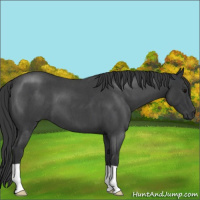 Horse Color:Blue Roan