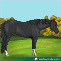 Horse Color:Black 