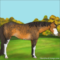 Horse Color:Buckskin Sabino 