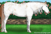 Horse Color:Buckskin Pearl Sabino Rabicano