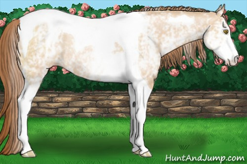 Horse Color:White Spotted Bay Pearl Dun Tobiano Rabicano