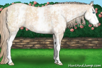 Horse Color:White Spotted Perlino 