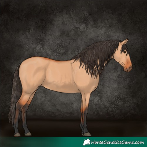 Horse Color:Bay Dun