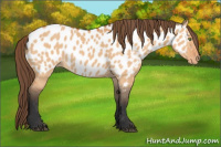 Horse Color:Bay Dun Near Leopard 