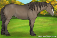 Horse Color:Smoky Black Splash 