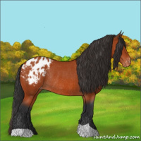 Horse Color:Bay Appaloosa Rabicano 