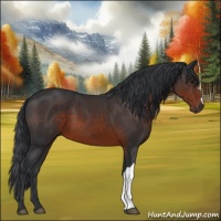 Horse Color:Brown 