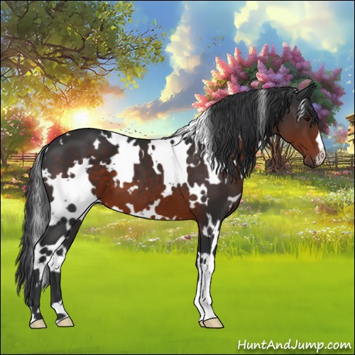 Horse Color:White Spotted Brown 