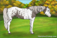 Horse Color:Silver Blue Roan Splash Tobiano  and Silver Blue Roan Splash Tobiano Appaloosa 