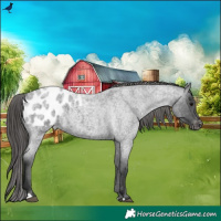 Horse Color:Blue Roan Appaloosa