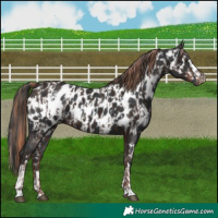 Horse Color:Liver Chestnut Appaloosa  and Black Appaloosa 