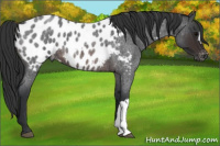 Horse Color:Brown Roan Appaloosa