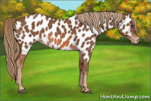 Horse Color:Chestnut Appaloosa 