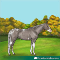 Horse Color:Silver Blue Roan Splash Tobiano and Silver Blue Roan Splash Tobiano