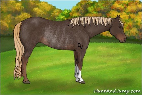 Horse Color:Liver Chestnut Rabicano 