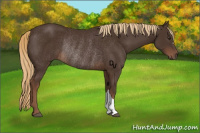 Horse Color:Liver Chestnut Rabicano 
