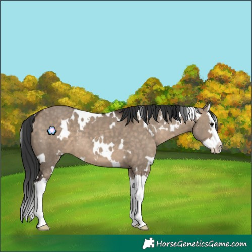 Horse Color:White Spotted Brown Dun Splash 