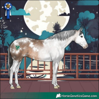 Horse Color:White Spotted Brown Dun Sabino Splash Rabicano 