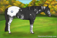 Horse Color:White Spotted Liver Chestnut Appaloosa 
