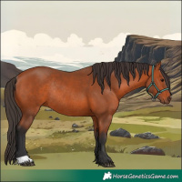 Horse Color:Bay Rabicano 